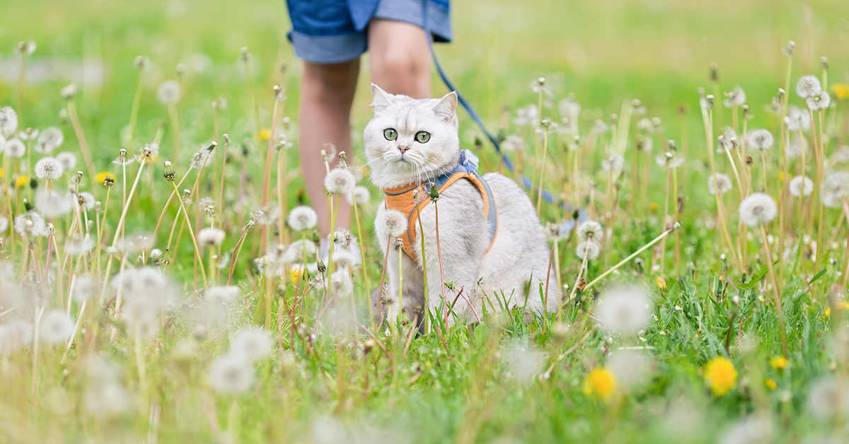 How to Leash Train a Cat